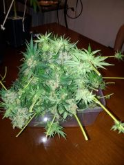 Filhote de Ak 47 com northern lights