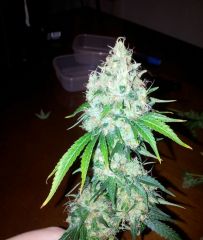 Filhote de Ak 47 com northern lights