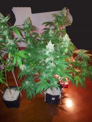 Filhote de Ak 47 com northern lights