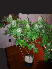 Filhote de Ak 47 com northern lights