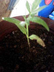 Primeiros Problemas da planta
