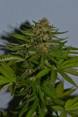 Critical+ Colheita top bud