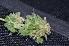 Critical+ Colheita close bud 2