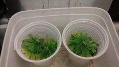 Clones Critical