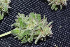 Critical+ Colheita close bud