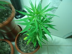 prempa verdin 2 (2)
