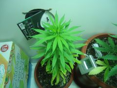 prempa verdin 1 (2)