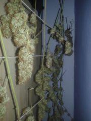 colheita de 1 planta skunk