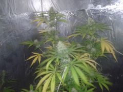 Blue cheese 4 semana flora