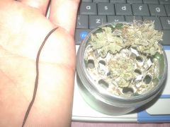 hask kush bud blue chese