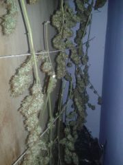 colheita de 1 planta skunk