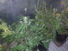 2 clones skunk 3 semanas flora