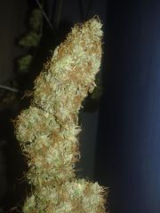 top bud skunk