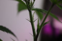 OB Pre-Flowering 12D