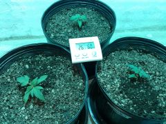 no grow após o transplante