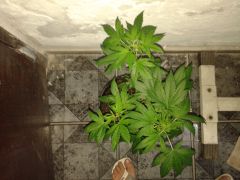 Planta #3 de cima