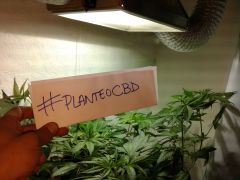 #planteoCBD