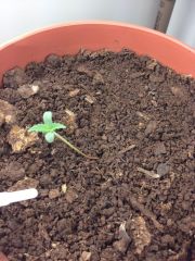 2 dias de vida - Auto Dwarf