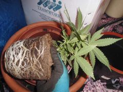 CIMG2283 22.06 Transplante