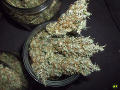 #Sativa-hibrida