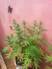 planta 2 '