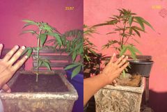 planta 2 25.07 E 01.08