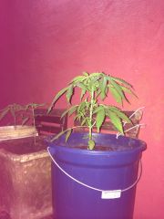 Suposto skunk