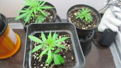 Amnesia (clones)