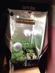 growbox1