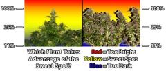 natural Vs Lst cannabis sweet spot Sm