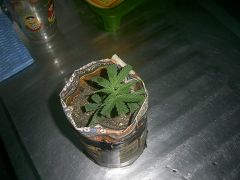 clone 10 dias