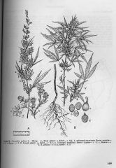 Cannabis sativa L. Hemp. A, Male plant.jpg