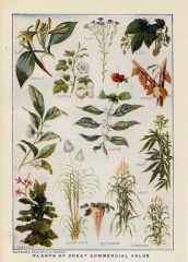 1912PLANTS OF GREAT COMMERCIAL VALUE.jpg