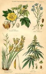 PLANTS USED IN CLOTHING & CORDAGE.jpg