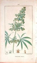 1815 PRINT OF MALE HEMP (CHANVRE).jpg