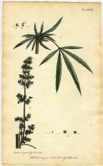 CANNABIS HEMP ENGRAVING BY F.P. NODDER.jpg