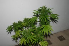 Black Label Seeds - Jack Herer