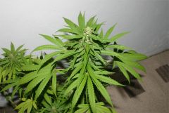 Black Label Seeds - Jack Herer