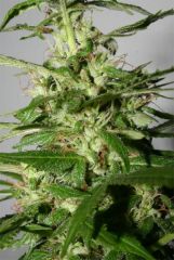 Black Label Seeds - Jack Herer