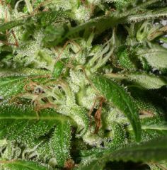 Black Label Seeds - Jack Herer