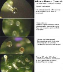 Tricomas e seus estagios