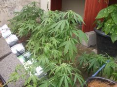 femea SKUNK x SKUNK AFRICAN com um macho de WW