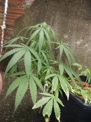 femea SKUNK x SKUNK AFRICAN com um macho de WW