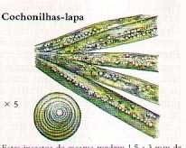 lapa.jpg