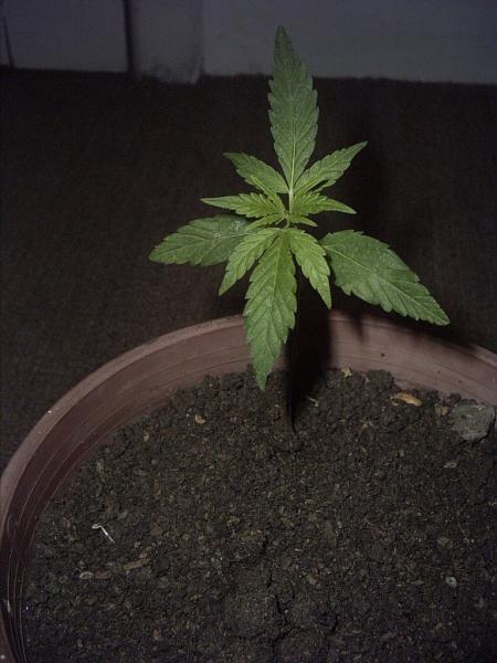 Meu primeiro cultivo