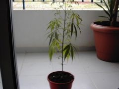 Grow1-7.jpg