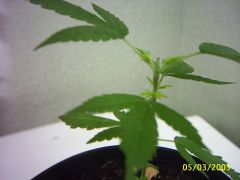 Jamaican Pearl - 4 semanas