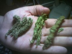 Blueberry, Orange Bud e Space Queen