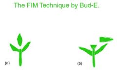 FIM20Diagram.jpg