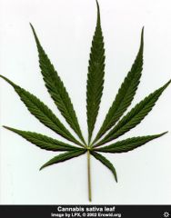 cannabis_leaf_sativa1.jpg